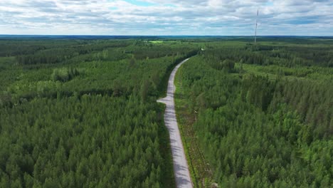 tarmac road cutting through dense pine forest