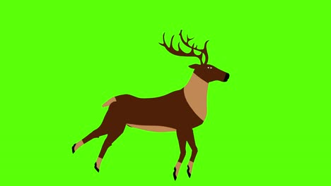 cartoon reindeer animation on green screen chroma key seamless loop, flat design