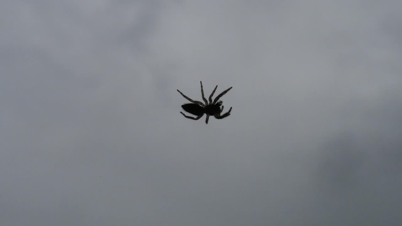 Close-up small spider on glass walking and crawling off screen