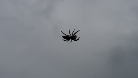 close-up small spider on glass walking and crawling off screen