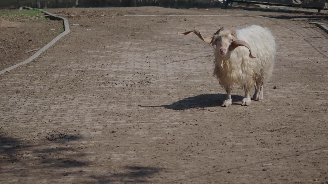 Sheep with large horns
