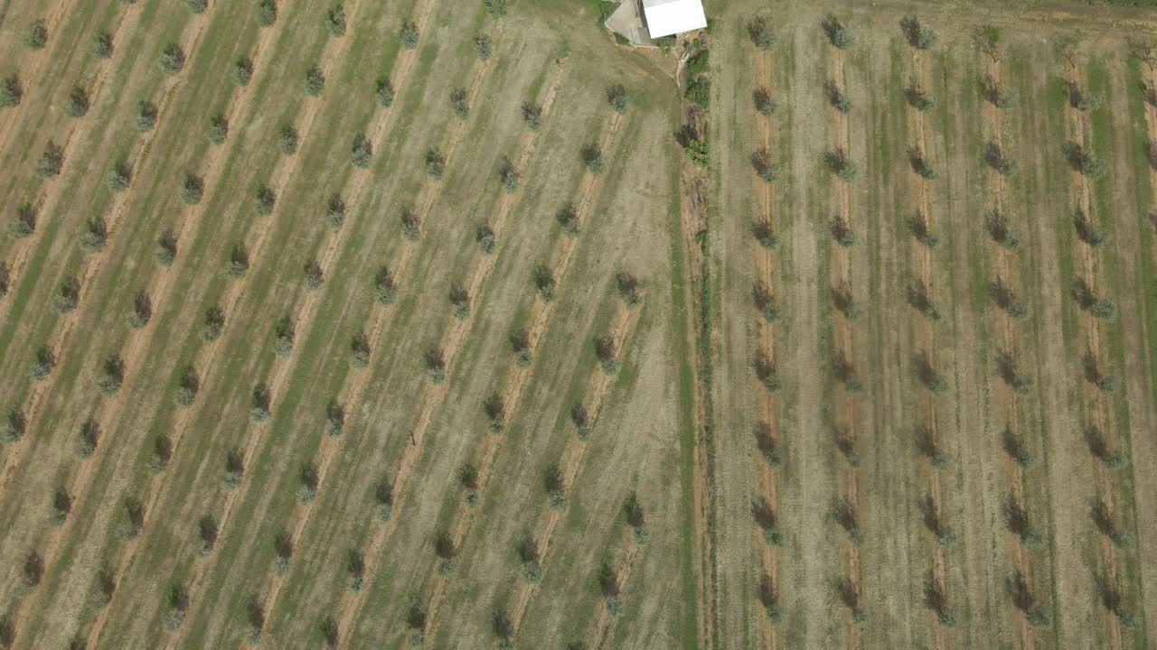 vuelo de drones sobre olivos en un campo cultivado en españa toma aérea en aumento