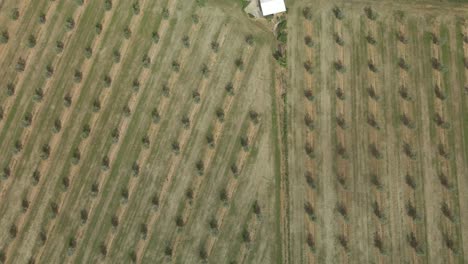 Vuelo-De-Drones-Sobre-Olivos-En-Un-Campo-Cultivado-En-España-Toma-Aérea-En-Aumento