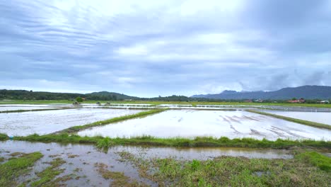 flying fast over cultivated rice fields in the rural landscape of kampung mawar, langkawi, kedah, malaysia