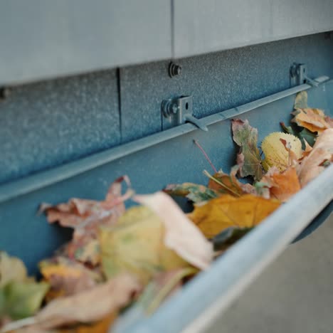 fallen yellow leaves lie in the gutter near the roof of the house 1