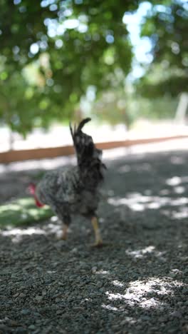 rooster in a garden