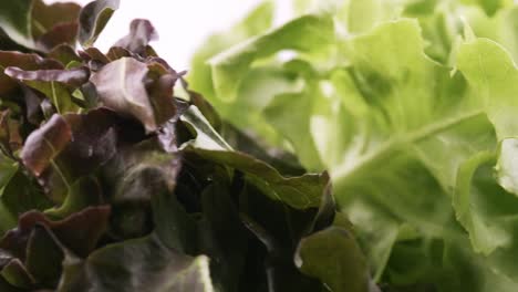 La-Lechuga-Fresca-De-Roble-Verde-Plantada-Al-Estilo-Hidropónico-Está-Bellamente-Colocada-Y-Gira-Lentamente