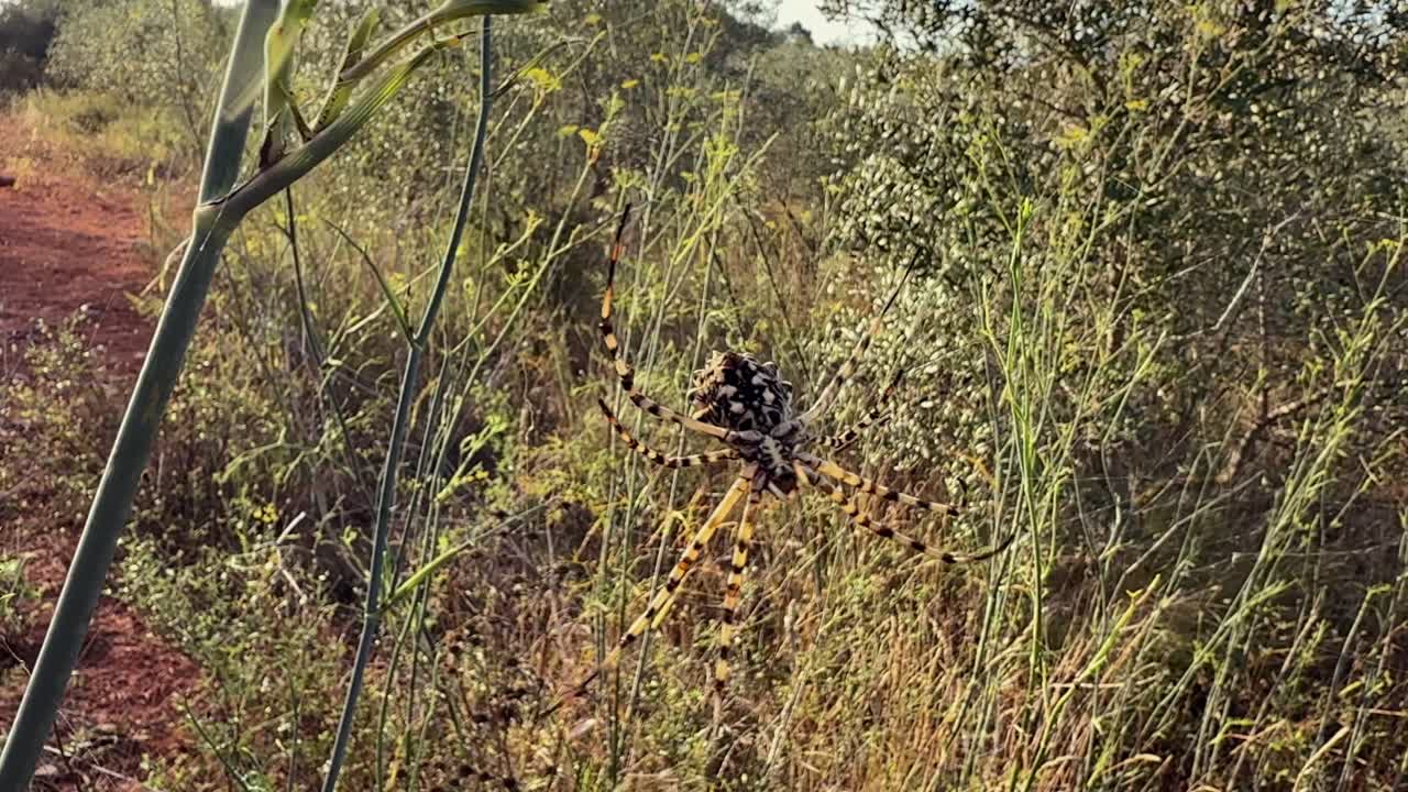 A striking tiger spider (Argiope lobata) rests in its web, suspended between tall grasses, in a unfocused Mediterranean lanmdscape