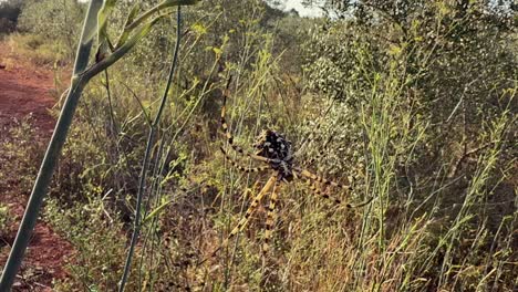 a striking tiger spider (argiope lobata) rests in its web, suspended between tall grasses, in a unfocused mediterranean lanmdscape