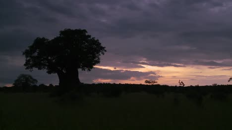 un hermoso lapso de tiempo de árboles baobab en el parque tarangire tanzania