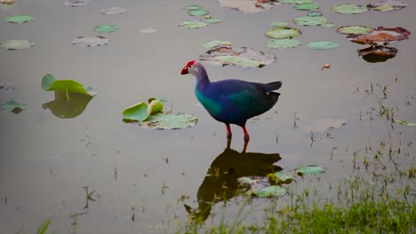 purple swamphen walks through calm lily pond in natural wetland. close wildlife moment, vibrant feathers, 4k nature footage perfect for documentaries or nature-themed content.