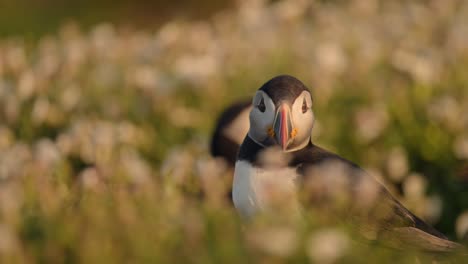 Low-Angle-UK-Birds-Close-Up-of-Puffin-in-Golden-Light,-Atlantic-Puffin-Close-Up-with-Grass-and-Flowers-on-the-Ground-on-Skomer-Island-in-Beautiful-Sunset-Golden-Hour-Warm-Sunlight,-UK-Birds