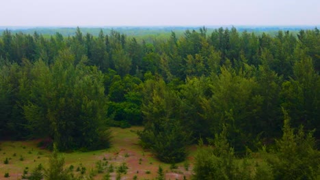 Bosque-De-Nona-Jhau-En-La-Orilla-De-La-Playa-De-Kuakata-Cerca-De-Sundarbans-En-Bangladesh