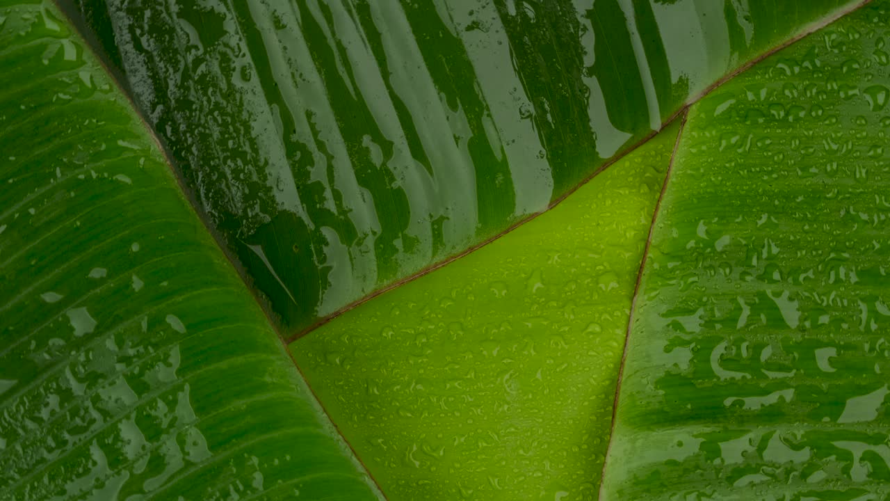 rotación de la superficie de las hojas de plátano verde