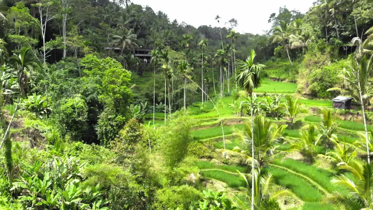 Ripresa aerea delle Terrazze di riso di Tegallalang e della giungla lussureggiante a Ubud, Bali, Indonesia
