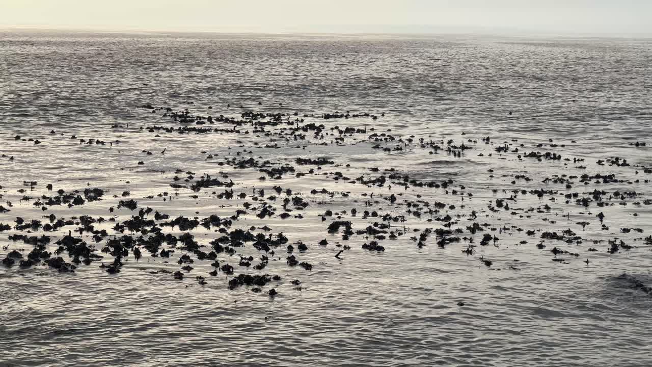 Seaweed and kelp forests on the surface of the south Atlantic near the shores of Sea Point in Cape Town, South Africa.
