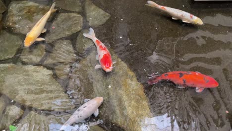 estanque koi japonés tradicional con muchos peces koi grandes nadando en un lujoso restaurante o hotel cubierto con estanques de lujo