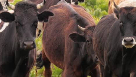 Kühe-Grasen-Zusammen-Auf-Einem-Feld.-Kühe-Laufen-In-Die-Kamera.