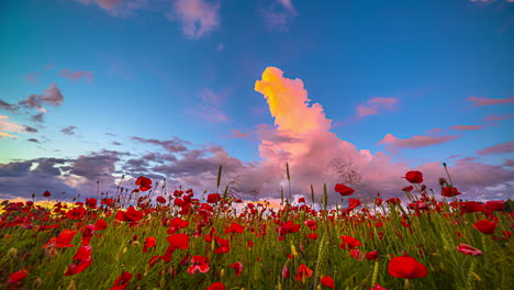 cielo vibrante sobre campo de amapolas con flores rojas en flor