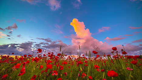 vibrant sky over poppy field with red flowers in bloom