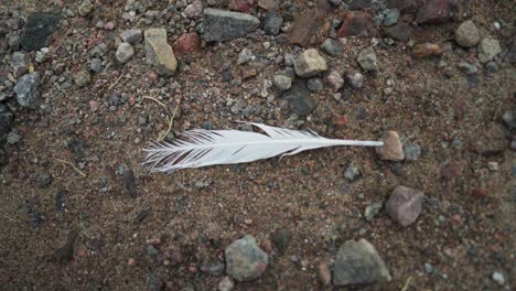 pluma de gaviota dejada en una playa rocosa