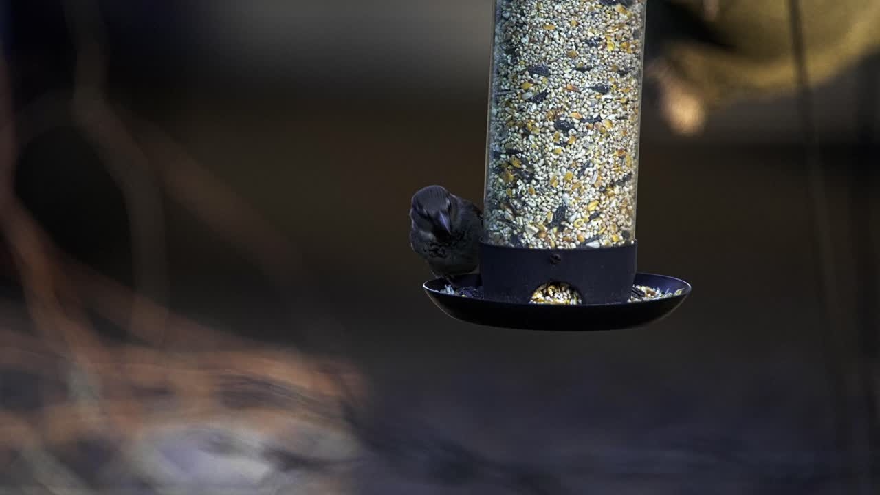 Small songbirds, including a white-breasted nuthatch, feeding on seeds from a backyard bird feeder
