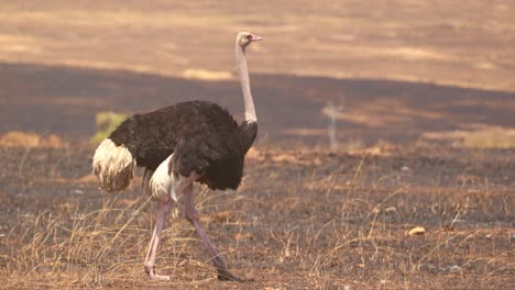 ostrich walking through dry landscape in masai mara, kenya - slow motion