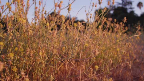 a cinematic dolly shot of wild thistles in a field during golden hour