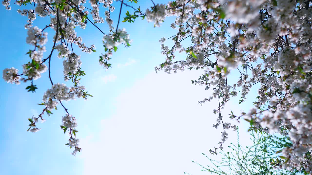 Blooming sakura cherry branches around the sun in the blue sky