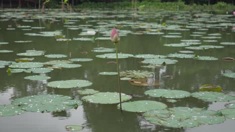 water lilies and sacred lotus flower nelumbo nucifera on a pond