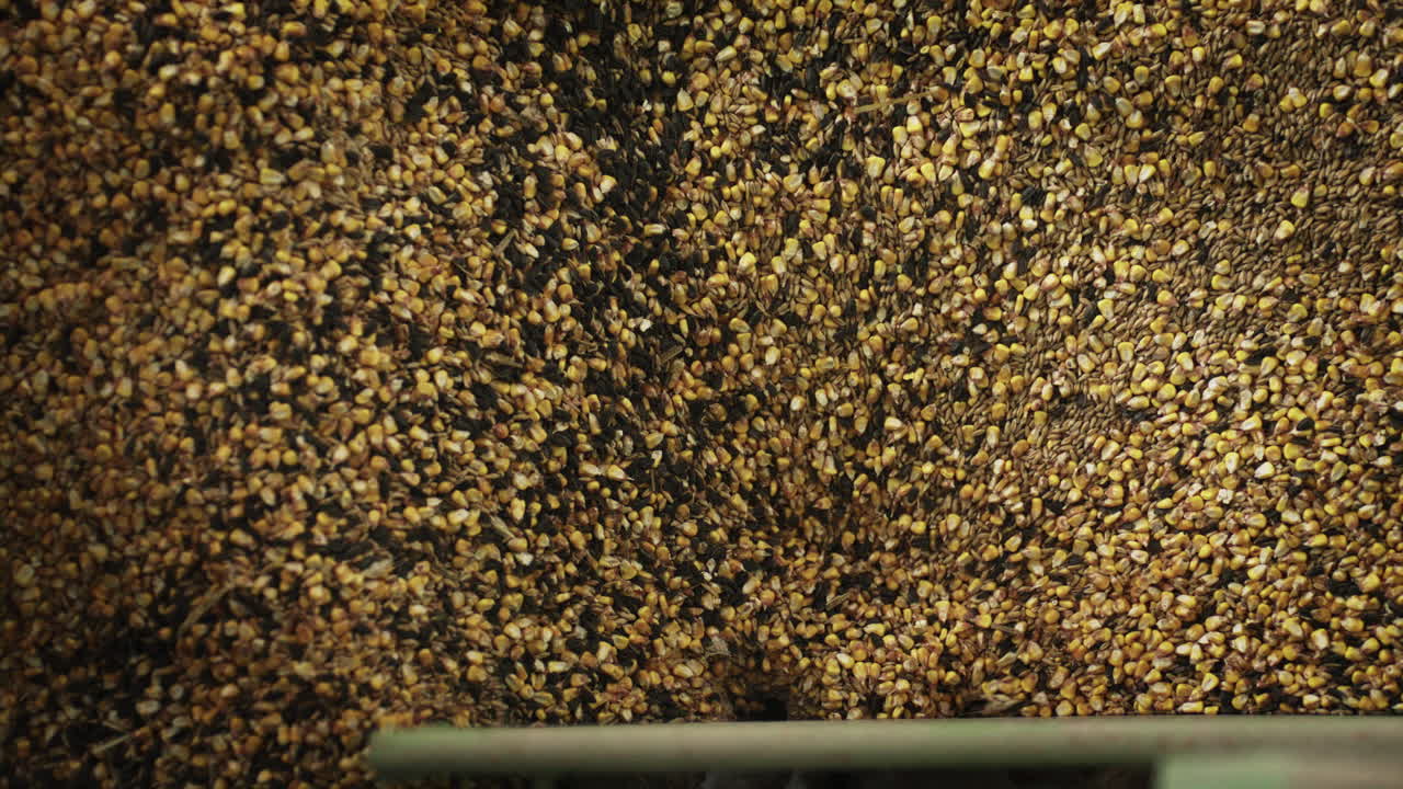 Vista macro di semi agricoli misti che scendono continuamente, creando uno sfondo alimentare dinamico e strutturato
