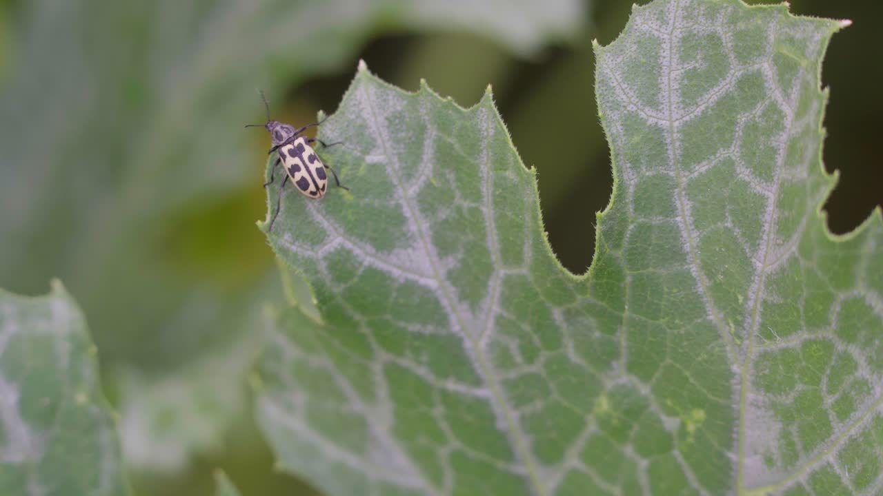 primer plano de un insecto astylus atromaculatus en una planta de calabacín