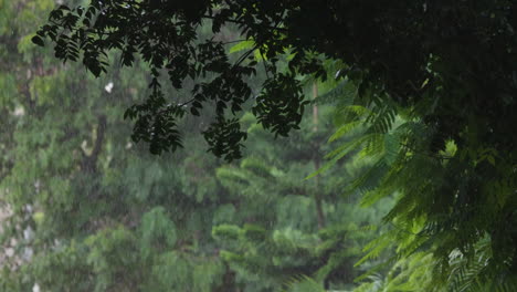 rain in slow motion falling over the trees and the green foliage during the monsoon season