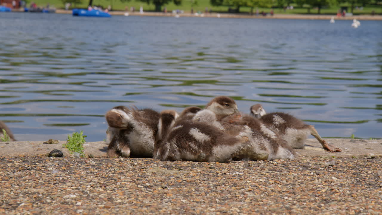 영국 런던 의 강 근처 에 있는 사랑스러운 이집트 거위 새끼 들