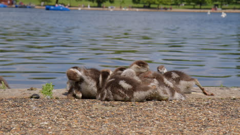 adorable egyptian goose chicks near river in london, england