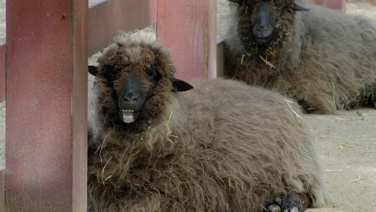 양을 씹는 중... 뭔가