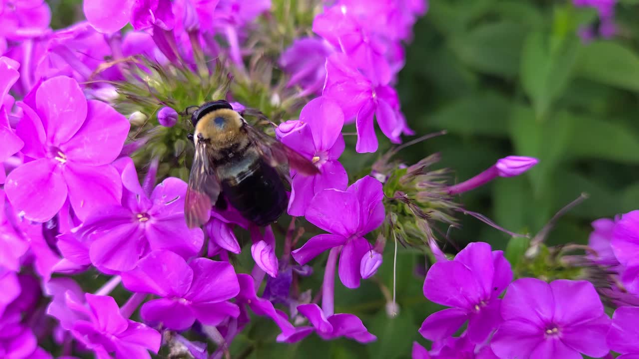 abeja carpintero recogiendo néctar de las flores púrpuras vibrantes en un jardín