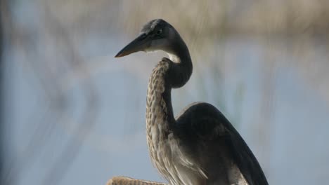 a great blue heron stands tall, its long neck gracefully curved as it gazes into the distance myakka river state park florida