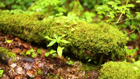 lush green moss on a forest log