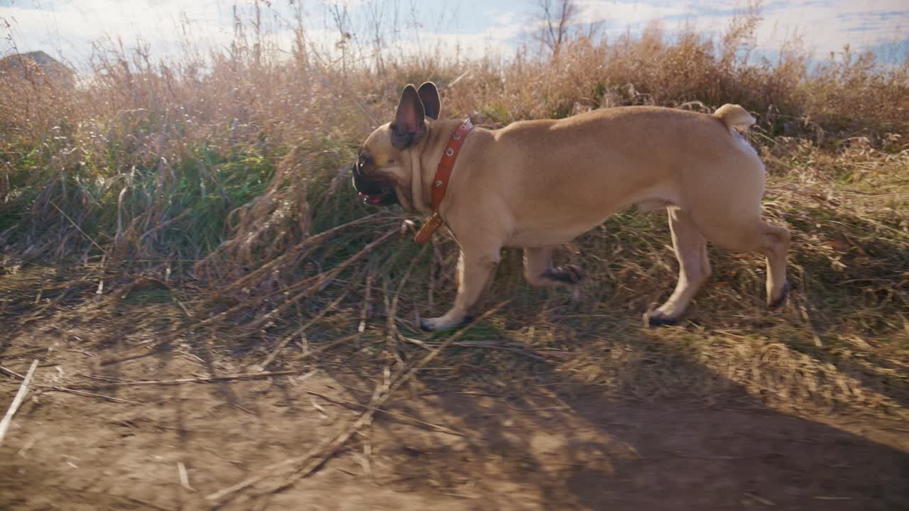 A Playful French Bulldog Enjoys a Beautiful Day Outdoors, Strolling Through a Sunlit Meadow Filled with Grass and Wildflowers, Engaging with Its Surroundings Amidst Nature's Beauty