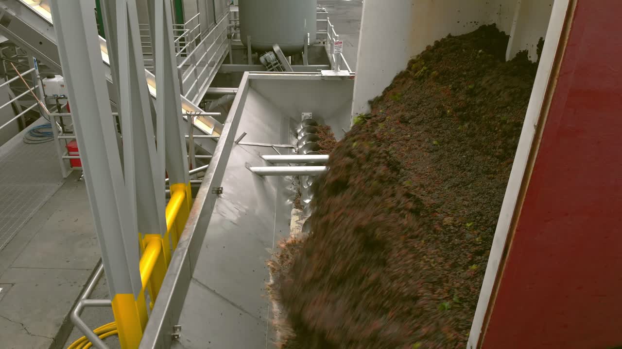 Mid-shot panning right as crushed grapes pour from red bin into metal trough and spiral processor