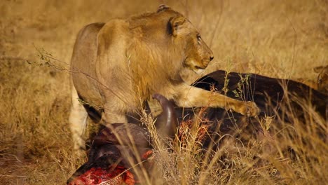 Close-up-of-young-male-lion-moving-a-buffalo-carcass