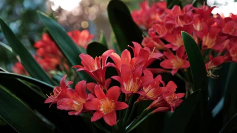 beautiful vivid orange tropical lily flowers in a garden