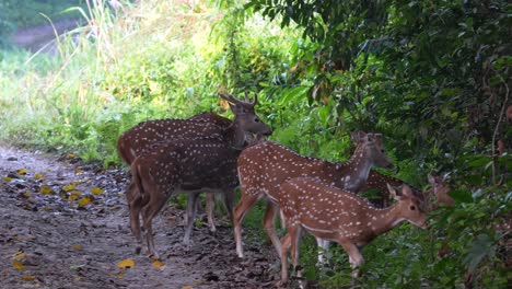 a herd of spotted deer disappearing into the trees in the chitwan national park in nepal