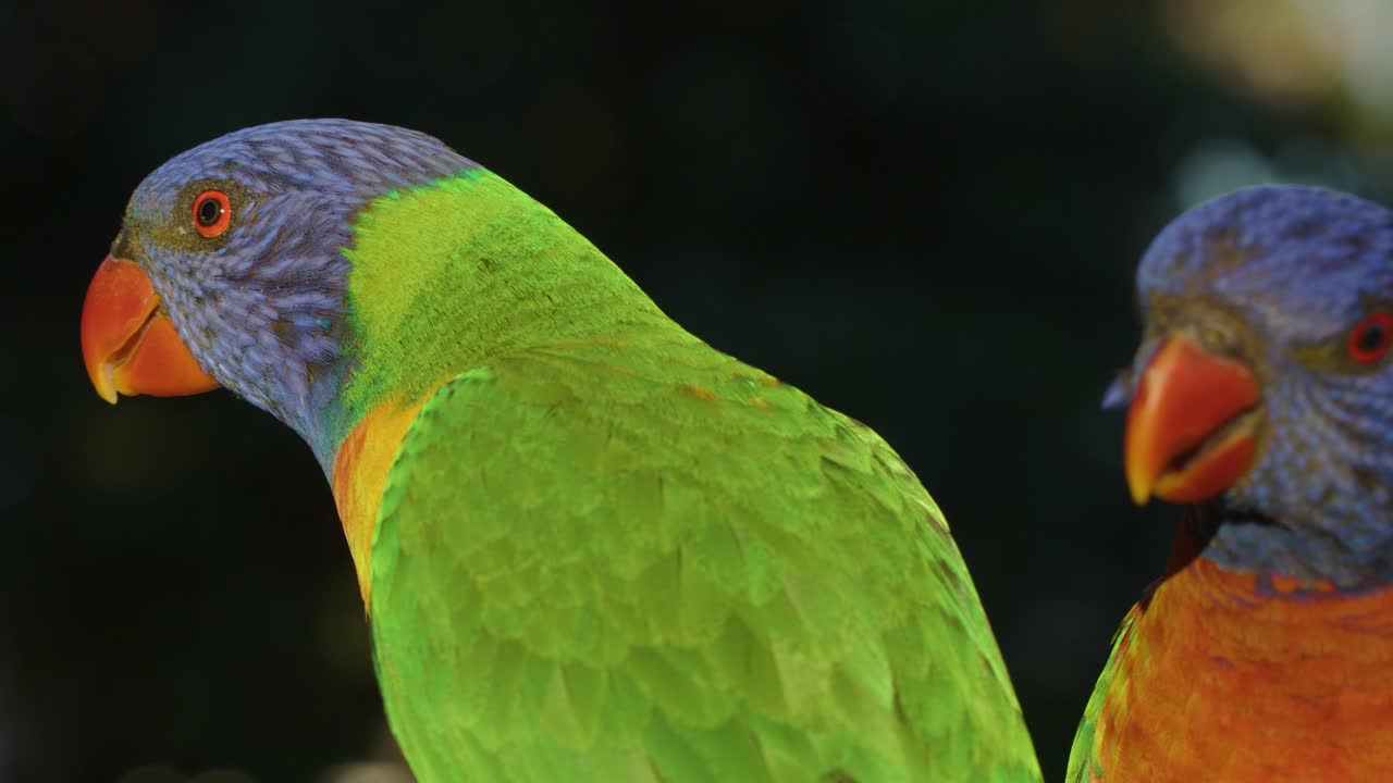 Two rainbow lorikeets eat closely on a branch, vibrant feathers illuminated by natural sunlight