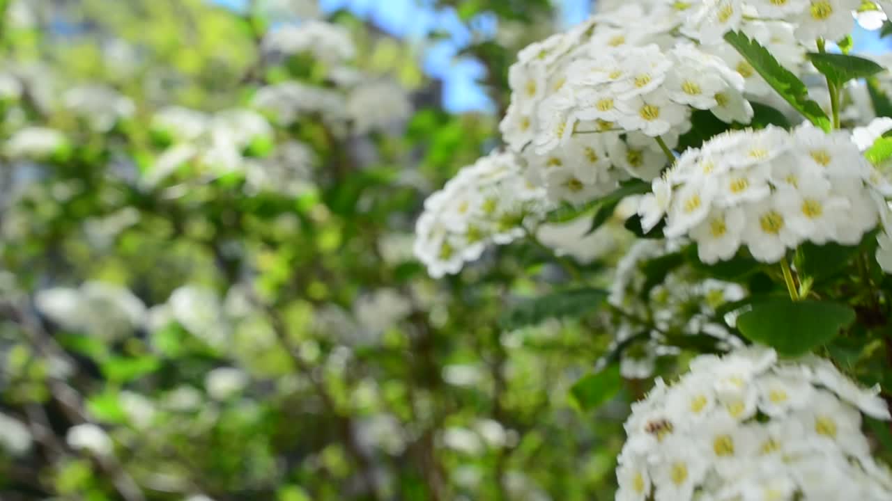 Bush in the spring. Spirea alpine spring flower - white flowering shrub