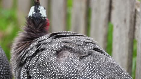 guineafowl preening feathers near wooden fence