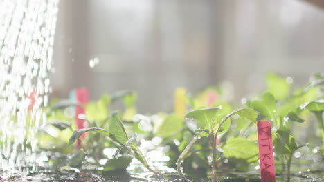 cinematic low-angle backlit shot of seedlings in trays being watered in hothouse