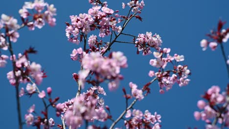 flores de cerezo. temporada de primavera en kaunas, lituania