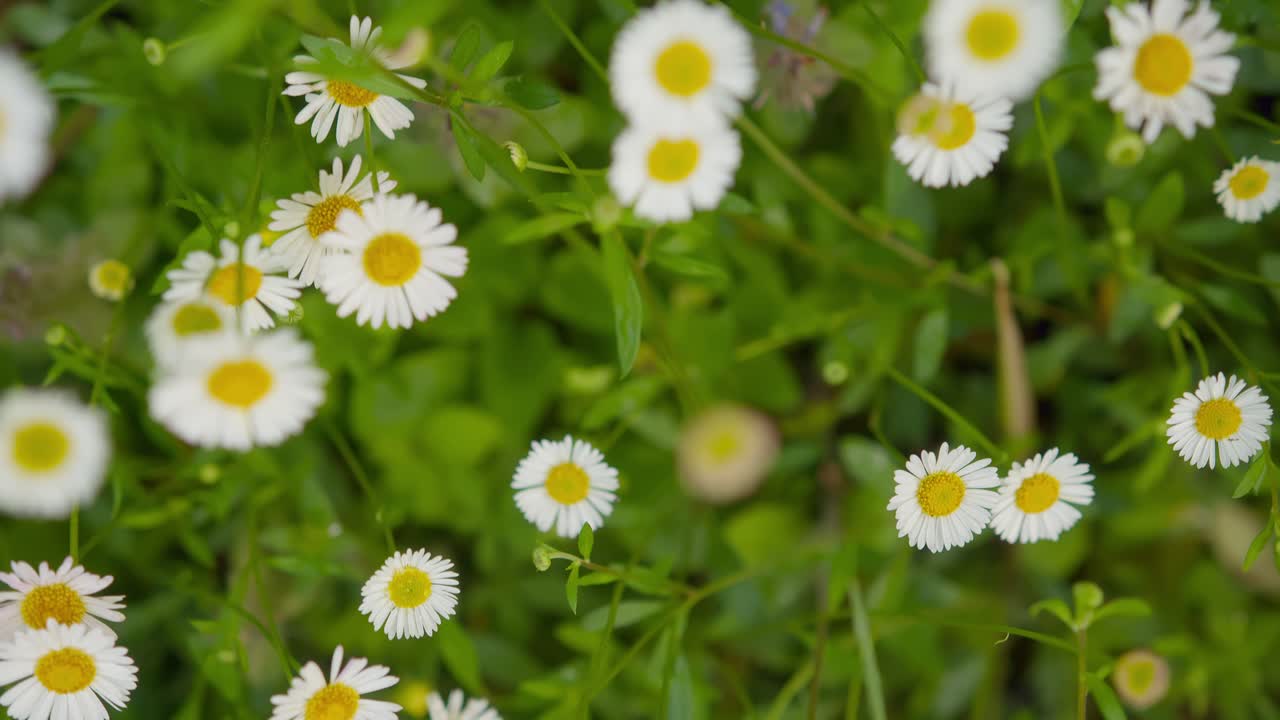Handheld tracking shot through vibrant sea of common daisy flowers in garden at Lake Como, Italy (Lago di Como, Italia)